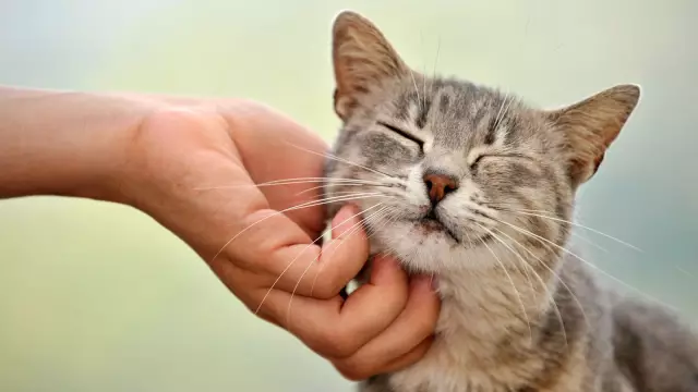 У ваших кошек когда-либо были скованы животные в вашем доме?