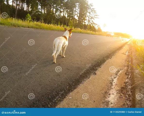 Потерянная собака спасает жизнь