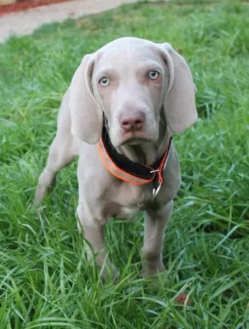 Присоединяйтесь ко мне в Heartland Weimaraner Rescue Trivia Night в Сент-Луисе Суббота 20 октября