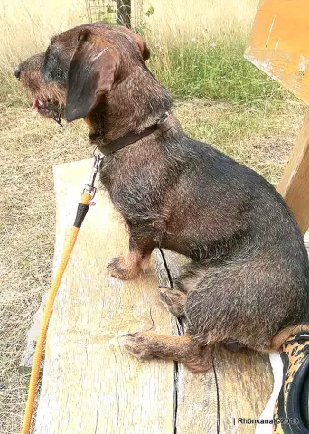 Wonder Dog будет пропущена
