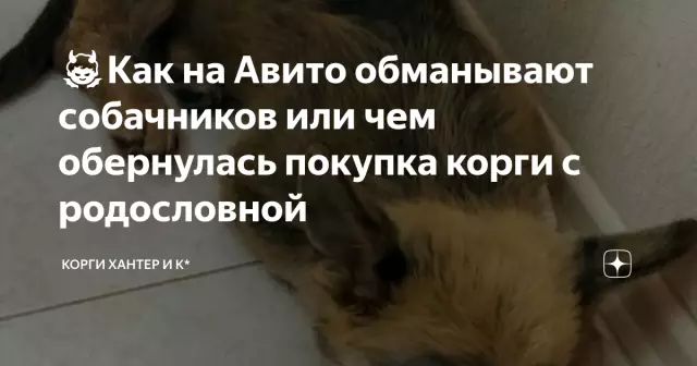 Сальмонелла пугает приводит к отзыву родословной и других собак