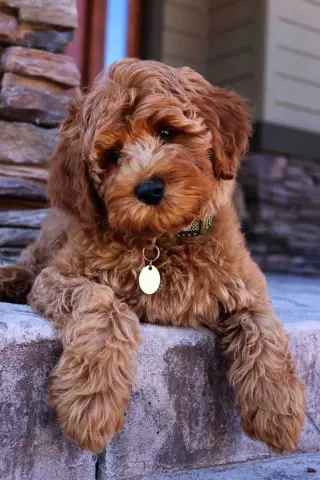 Являются ли Labradoodles и Cockapoos просто мутами?