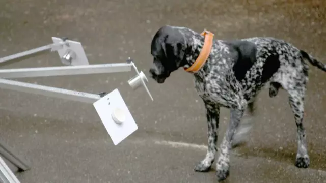 Sniffer Dogs помогают спасти находящиеся под угрозой исчезновения виды в Бразилии