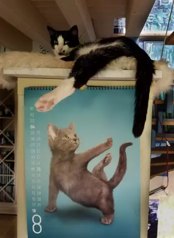 Йога с кошками? Это может быть лучшей вещью когда-либо