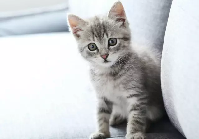 5 сумасшедших вещей, которые люди говорят любимым кошкам беременным женщинам
