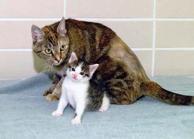 Cat Cloning - большой жирный миф
