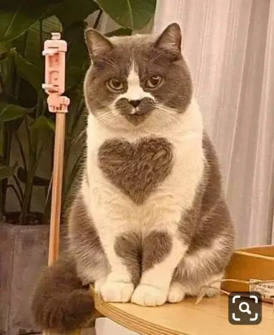 6 кошек, пытающихся выхватить предметы, которые не являются яйцами