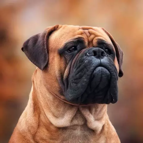 Британский слепой бульмастиф Оливер проголосовал за собаку RSPCA года