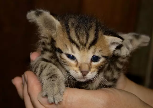 Мои кошки хотят, чтобы я занимался йогой?