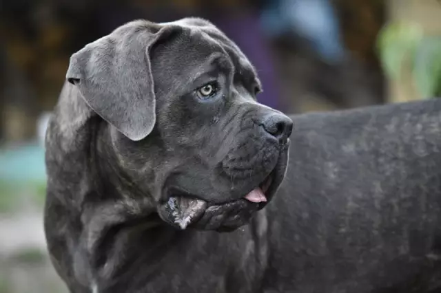 Возьмите римский праздник с этими щенками Cane Corso