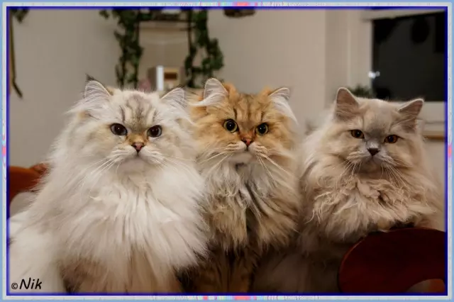 RIP Missy: Мы платим дань британским котам общественного транспорта