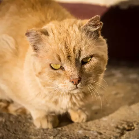 Может быть, не каждый должен иметь кошку; Вы согласны?