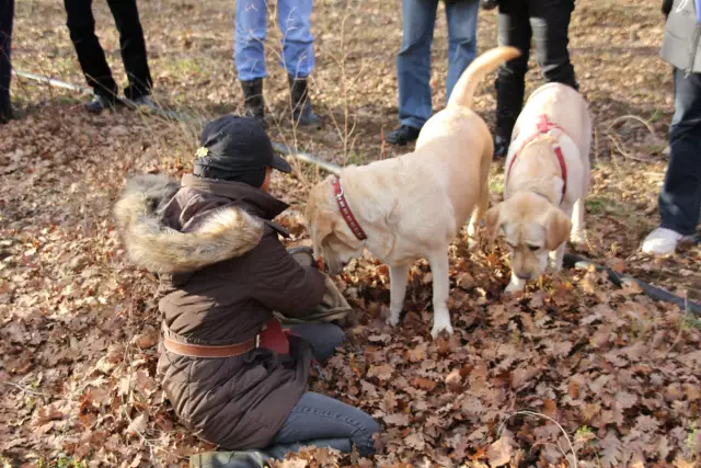 Познакомьтесь с Софи, моделью моды и послом для черных кошек