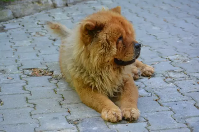 Cutie the Lion Dog делает разницу в мире спасения