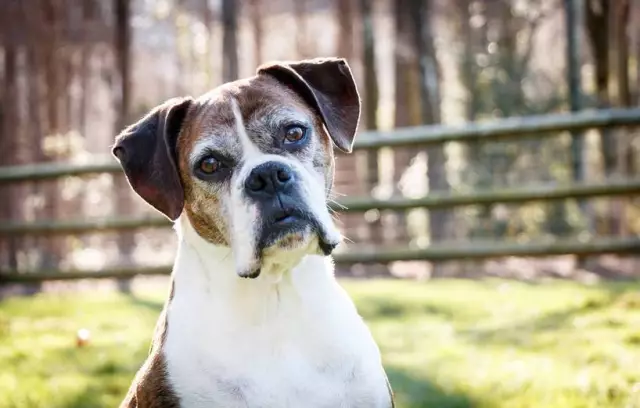 Когда больной Альцгеймера является вашим соседом с двумя собаками
