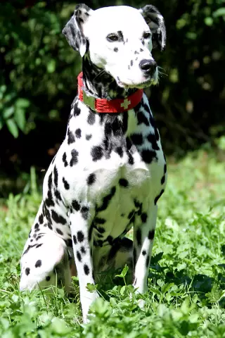 Собаки на беговых дорожках