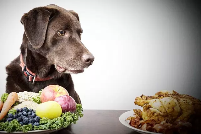 Как подражать моей собачьей диете вылечило мои пищеварительные беды