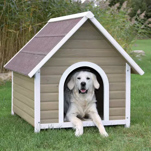 Doghouse Confessional: я спас свою собаку от наркоманов в Шотландии