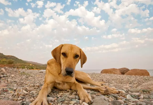 Отзывы гостей: Остановить безумное поведение собаки с помощью Pet Corrector