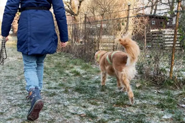 6 способов сорвать собаку, которая бросает вас и вашу собаку