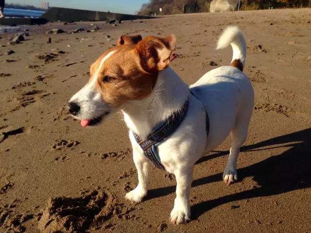 Animal News Wrap-Up. Прочитать все об этом