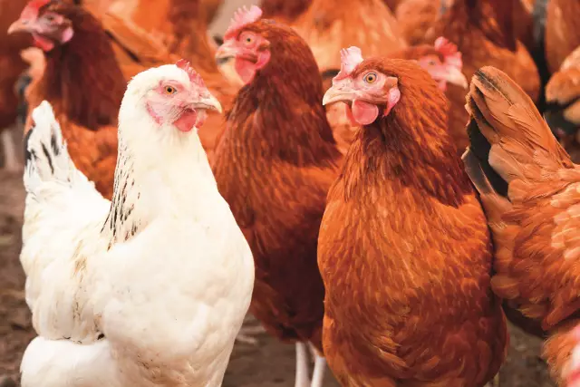 AVMA и CVMA Embarass сами с позицией на антибиотики у сельскохозяйственных животных
