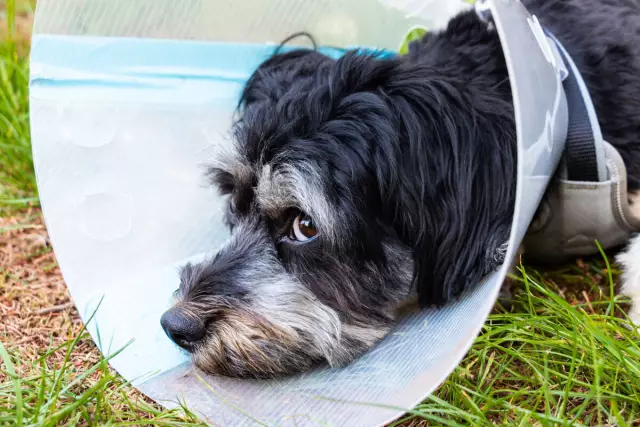Новые технологии могут помочь хирургам удалить опухоли у домашних животных и людей