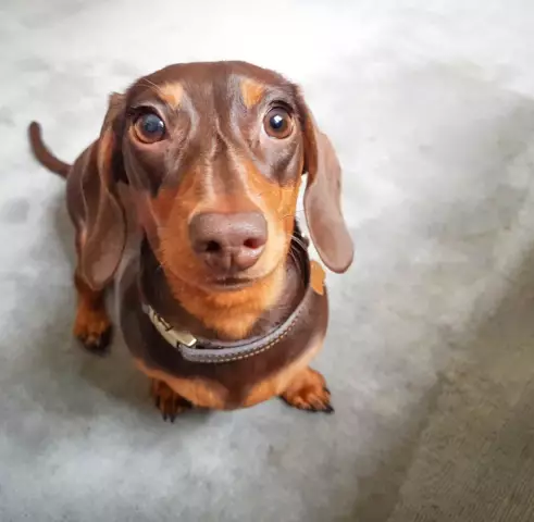 Почему моя такса не может пройти?