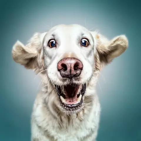 Собаки могут помочь вылечить человеческие наследственные расстройства