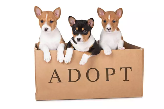 Усыновление домашним животным Iams превзошло ожидания