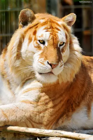 Tiger Cubs думают о золотистом ретривере, как мама