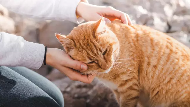 Kids Guide - Как любить собак