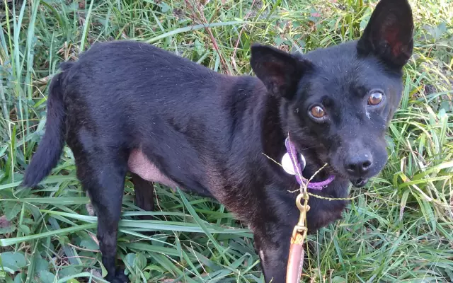 ASPCA ищет героев животных и животных