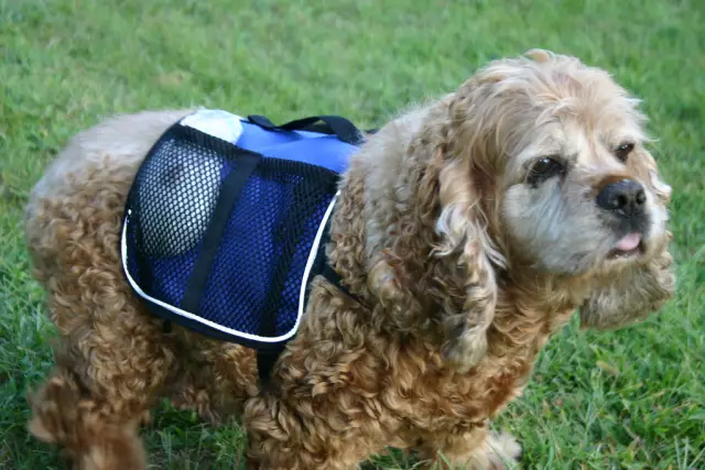 Изобретатель Кристин Эллиотт берет свой пакет Doodie Pack в «Shark Tank»