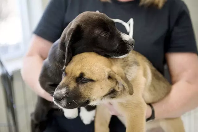 ASPCA предоставляет грант на помощь в связи с торнадо-перемещенными собаками в Джоплин, МО