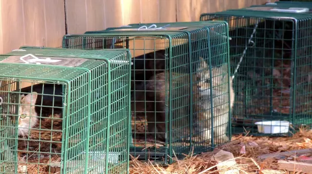Программа Feral Cat Trap-Neuter-Return запускает полемику среди ветеринаров