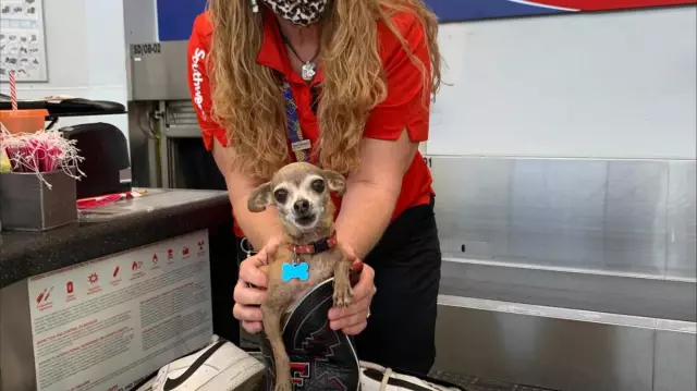 Соблазнительная собака почти умерла, теперь нуждается в хорошем доме