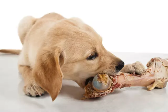Безопасный способ поместить мясо на коже Skinny Dog's