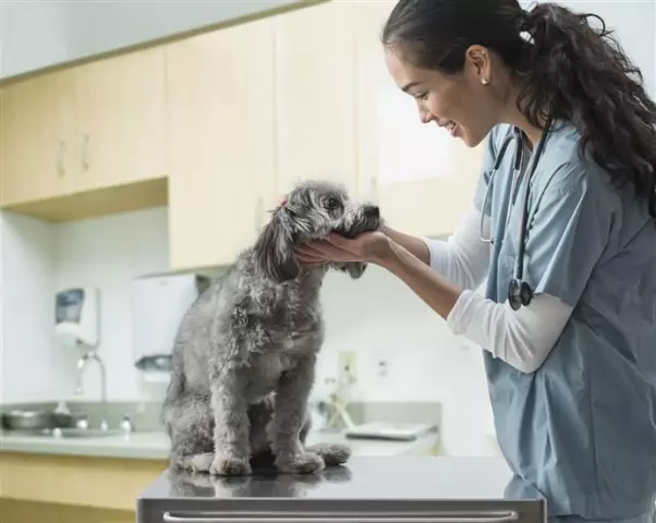 Ссылки на исследования Несовершеннолетний артрит для собак, приобретенных у домашних животных