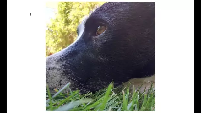 Мы заставили уличную собаку из Африки вернуться в Соединенные Штаты