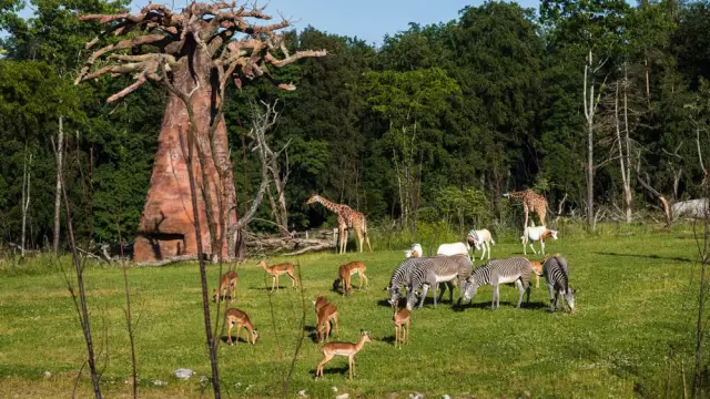 Фестиваль зоопарка в Майами в субботу для спасения собак