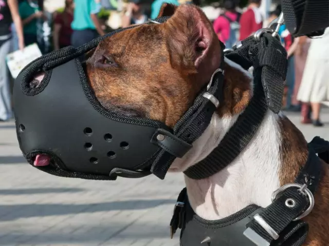 Пит Булл убивает беременную женщину. Инцидент зажжет дискуссию над породой