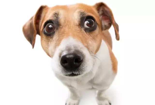 Будете ли вы тренировать мою собаку для меня?