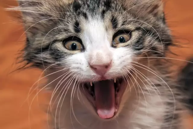 Почему у моей кошки есть куски на животе?