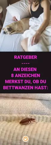 Могут ли домашние животные распространять ошибки в постели?