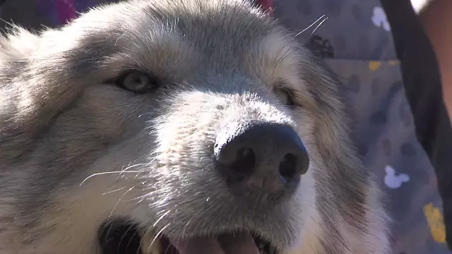 Тайные собачьи гонки вниз по взлетно-посадочной полосе, уходит