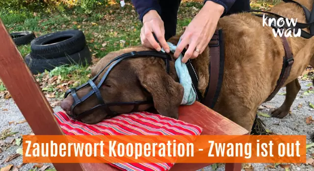 Сотрудничество против принуждения: чья это прогулка? Часть II