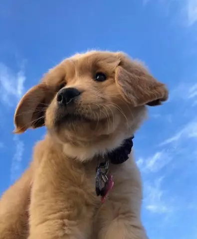 Основные моменты BlogPaws: от симпатичных щенков до сладких шоколадных мечтаний