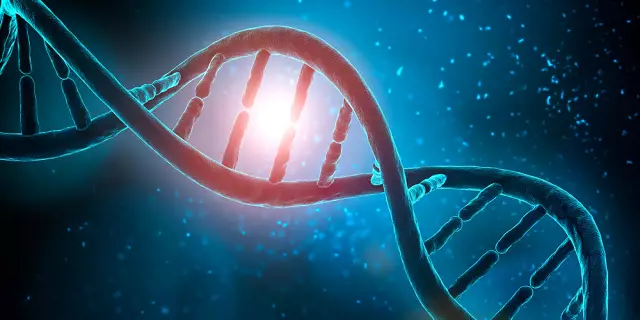 Изучение боли в мышах предлагает надежду на улучшение управления болью у домашних животных