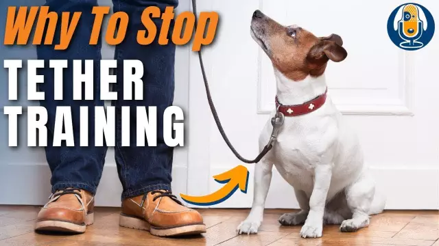 Планы для щенка: привязка